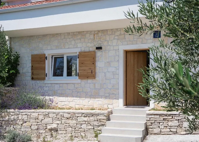 Olive Tree *