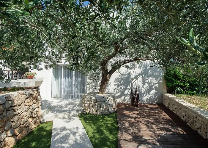 Olive Tree * 피사크
