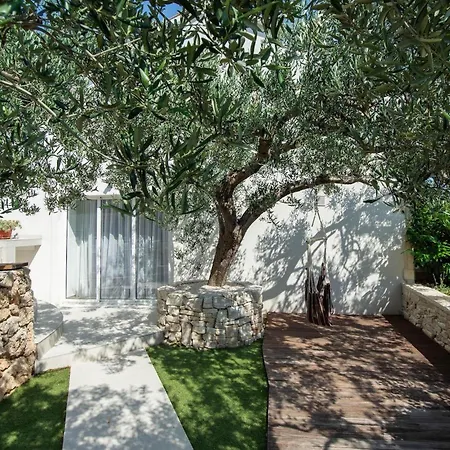 Olive Tree * Pisak